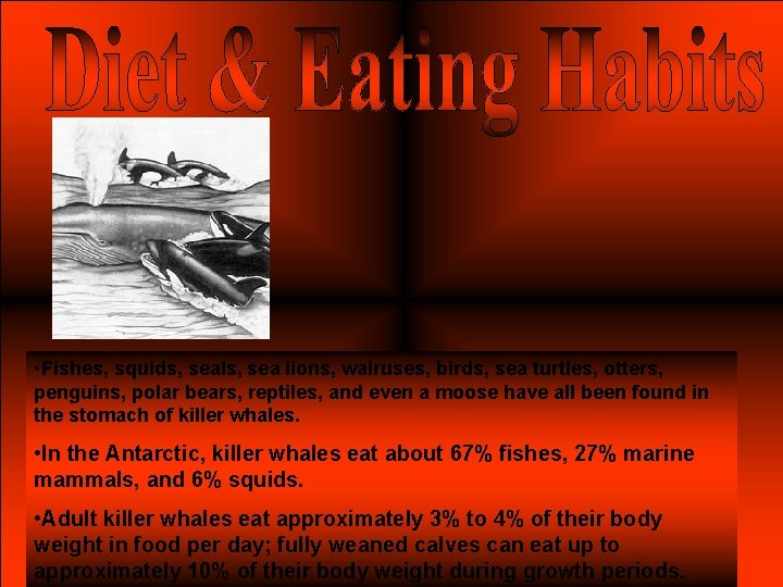 • Fishes, squids, seals, sea lions, walruses, birds, sea turtles, otters, penguins, polar • Fishes, squids, seals, sea lions, walruses, birds, sea turtles, otters, penguins, polar