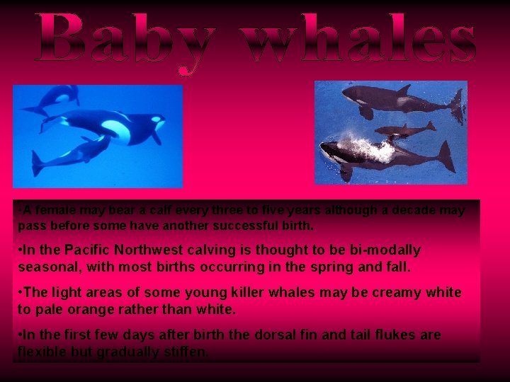 • A female may bear a calf every three to five years although • A female may bear a calf every three to five years although