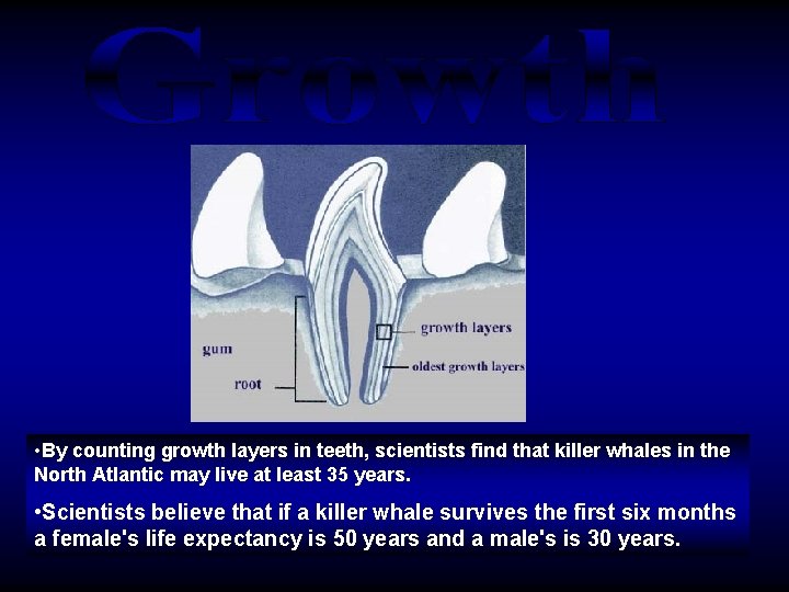 • By counting growth layers in teeth, scientists find that killer whales in • By counting growth layers in teeth, scientists find that killer whales in