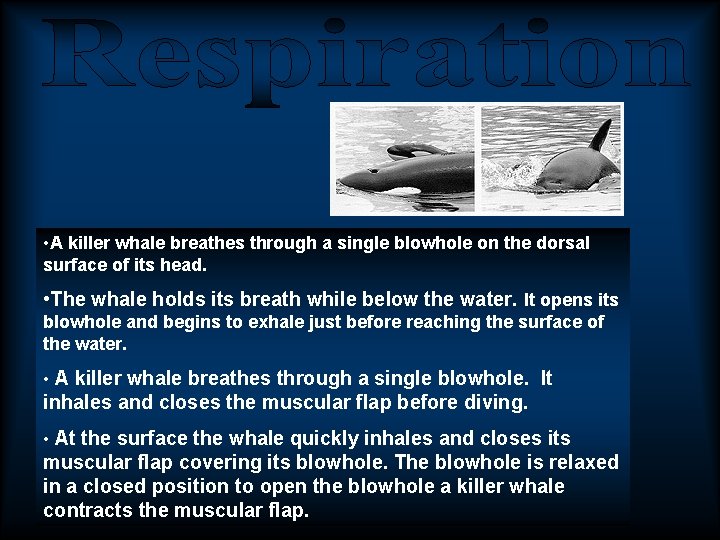• A killer whale breathes through a single blowhole on the dorsal surface • A killer whale breathes through a single blowhole on the dorsal surface