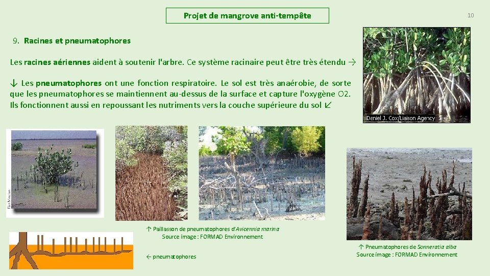 Projet de mangrove anti-tempête 10 9. Racines et pneumatophores Les racines aériennes aident à Projet de mangrove anti-tempête 10 9. Racines et pneumatophores Les racines aériennes aident à