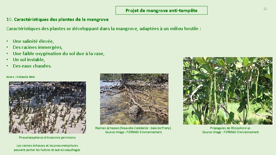 11 Projet de mangrove anti-tempête 10. Caractéristiques des plantes de la mangrove Caractéristiques des 11 Projet de mangrove anti-tempête 10. Caractéristiques des plantes de la mangrove Caractéristiques des