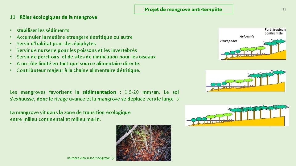 Projet de mangrove anti-tempête 11. Rôles écologiques de la mangrove • • stabiliser les Projet de mangrove anti-tempête 11. Rôles écologiques de la mangrove • • stabiliser les