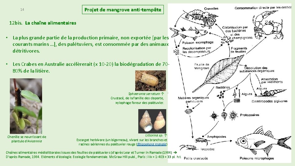 14 Projet de mangrove anti-tempête 12 bis. La chaîne alimentaires • La plus grande 14 Projet de mangrove anti-tempête 12 bis. La chaîne alimentaires • La plus grande