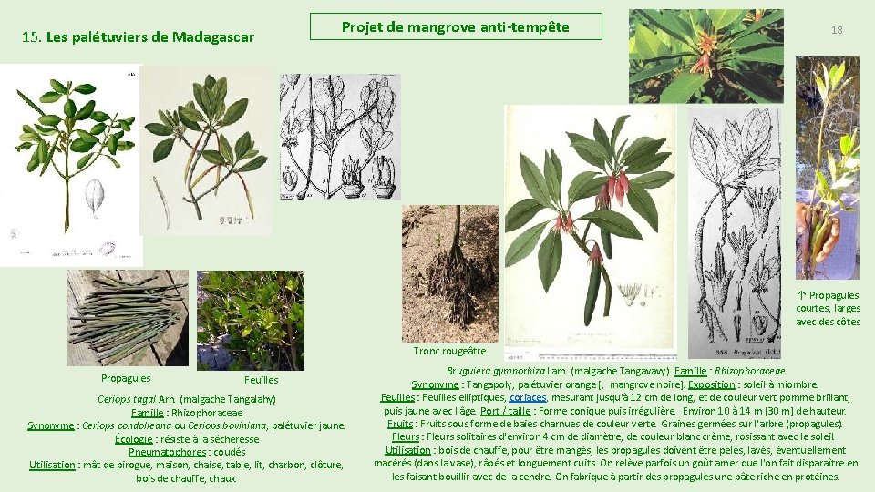 15. Les palétuviers de Madagascar Projet de mangrove anti-tempête 18 ↑ Propagules courtes, larges 15. Les palétuviers de Madagascar Projet de mangrove anti-tempête 18 ↑ Propagules courtes, larges