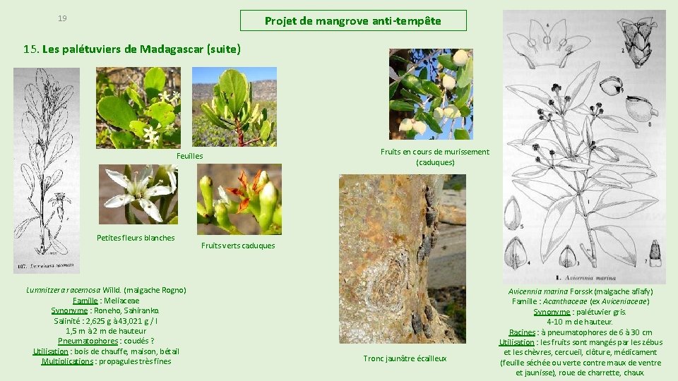 Projet de mangrove anti-tempête 19 15. Les palétuviers de Madagascar (suite) Feuilles Petites fleurs Projet de mangrove anti-tempête 19 15. Les palétuviers de Madagascar (suite) Feuilles Petites fleurs