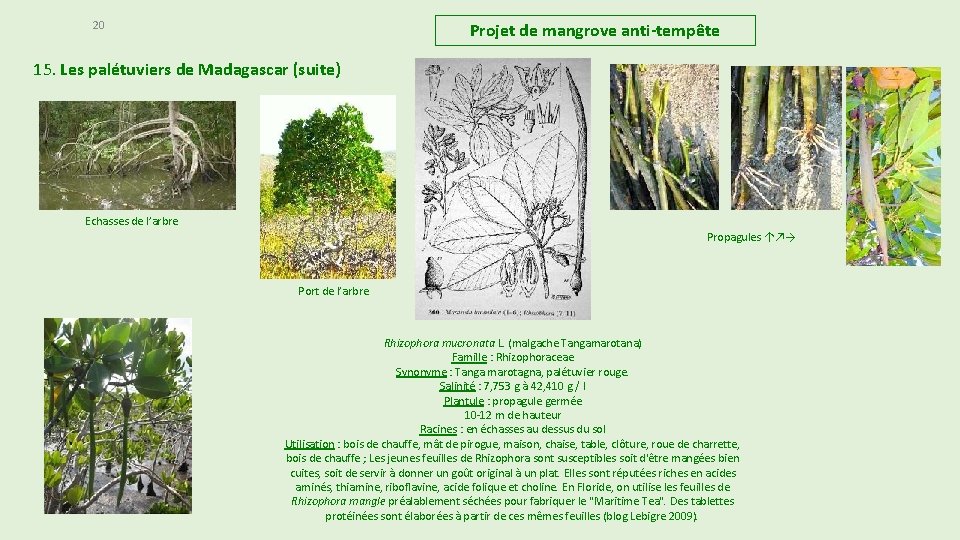 20 Projet de mangrove anti-tempête 15. Les palétuviers de Madagascar (suite) Echasses de l’arbre 20 Projet de mangrove anti-tempête 15. Les palétuviers de Madagascar (suite) Echasses de l’arbre
