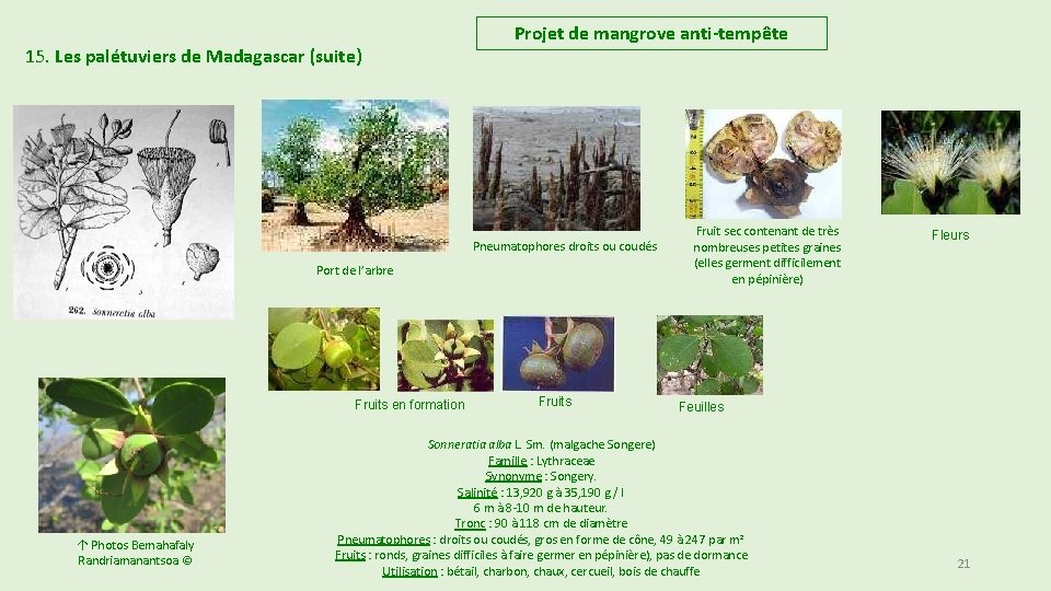 15. Les palétuviers de Madagascar (suite) Projet de mangrove anti-tempête Pneumatophores droits ou coudés 15. Les palétuviers de Madagascar (suite) Projet de mangrove anti-tempête Pneumatophores droits ou coudés