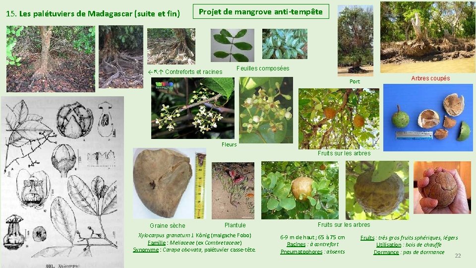 15. Les palétuviers de Madagascar (suite et fin) Projet de mangrove anti-tempête Feuilles composées 15. Les palétuviers de Madagascar (suite et fin) Projet de mangrove anti-tempête Feuilles composées