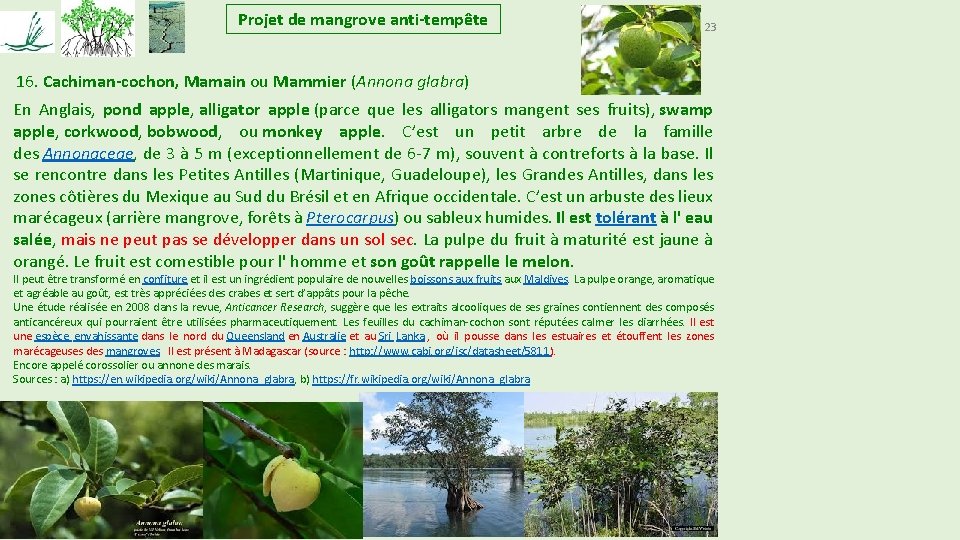 Projet de mangrove anti-tempête 23 16. Cachiman-cochon, Mamain ou Mammier (Annona glabra) En Anglais, Projet de mangrove anti-tempête 23 16. Cachiman-cochon, Mamain ou Mammier (Annona glabra) En Anglais,