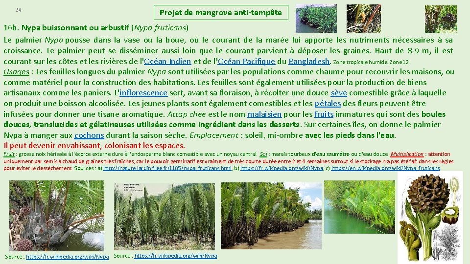 24 Projet de mangrove anti-tempête 16 b. Nypa buissonnant ou arbustif (Nypa fruticans) Le 24 Projet de mangrove anti-tempête 16 b. Nypa buissonnant ou arbustif (Nypa fruticans) Le