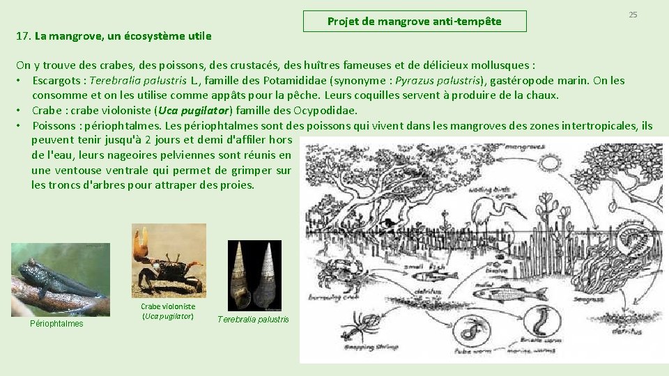 Projet de mangrove anti-tempête 17. La mangrove, un écosystème utile 25 On y trouve Projet de mangrove anti-tempête 17. La mangrove, un écosystème utile 25 On y trouve