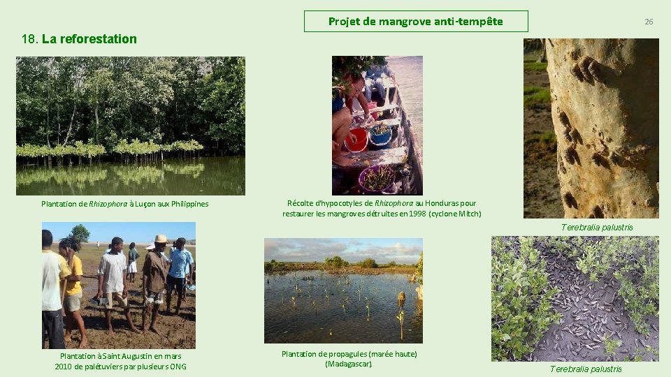 Projet de mangrove anti-tempête 26 18. La reforestation Plantation de Rhizophora à Luçon aux Projet de mangrove anti-tempête 26 18. La reforestation Plantation de Rhizophora à Luçon aux