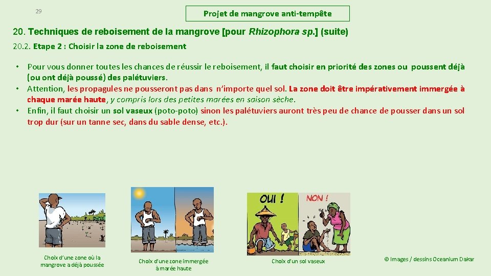 29 Projet de mangrove anti-tempête 20. Techniques de reboisement de la mangrove [pour Rhizophora 29 Projet de mangrove anti-tempête 20. Techniques de reboisement de la mangrove [pour Rhizophora