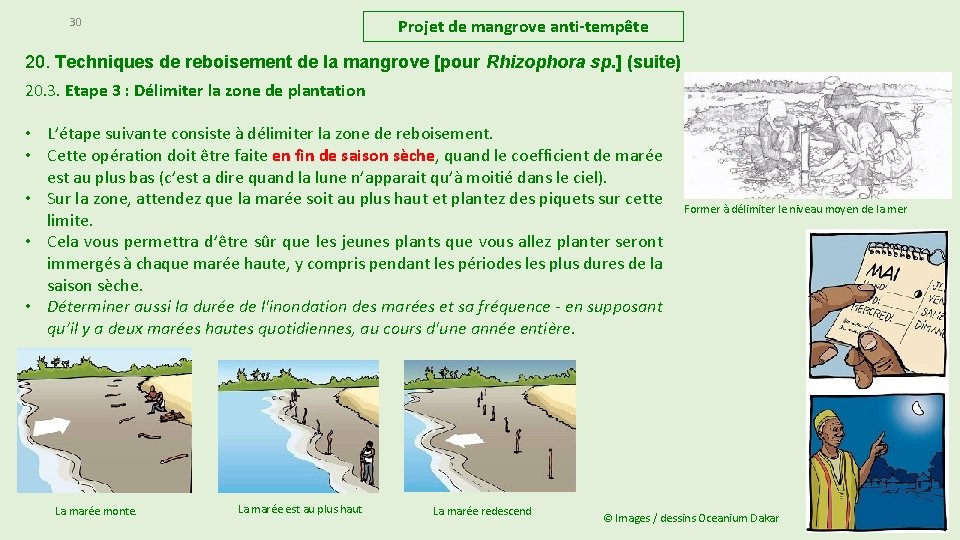 30 Projet de mangrove anti-tempête 20. Techniques de reboisement de la mangrove [pour Rhizophora 30 Projet de mangrove anti-tempête 20. Techniques de reboisement de la mangrove [pour Rhizophora