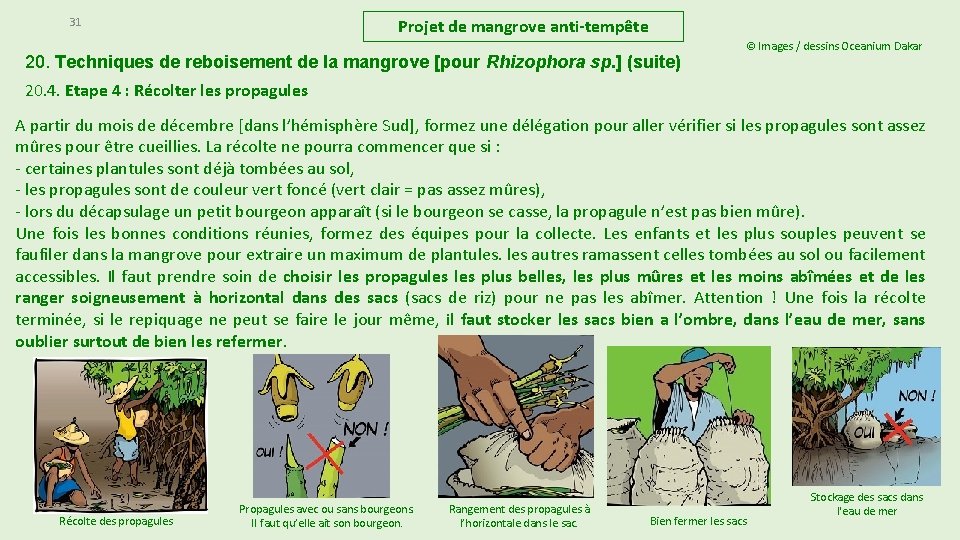 31 Projet de mangrove anti-tempête 20. Techniques de reboisement de la mangrove [pour Rhizophora 31 Projet de mangrove anti-tempête 20. Techniques de reboisement de la mangrove [pour Rhizophora