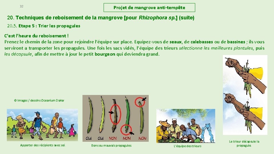 32 Projet de mangrove anti-tempête 20. Techniques de reboisement de la mangrove [pour Rhizophora 32 Projet de mangrove anti-tempête 20. Techniques de reboisement de la mangrove [pour Rhizophora