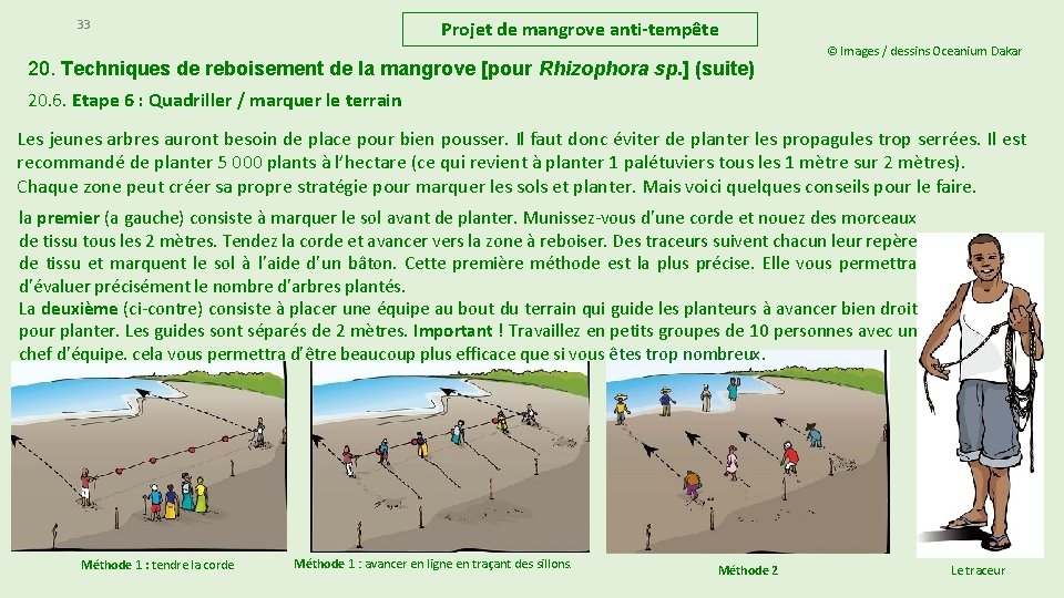 33 Projet de mangrove anti-tempête 20. Techniques de reboisement de la mangrove [pour Rhizophora 33 Projet de mangrove anti-tempête 20. Techniques de reboisement de la mangrove [pour Rhizophora