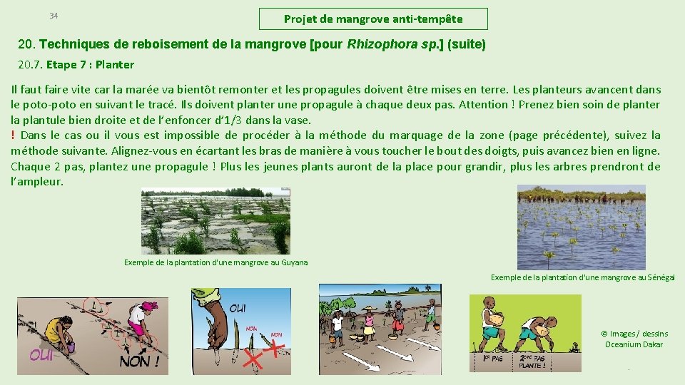 34 Projet de mangrove anti-tempête 20. Techniques de reboisement de la mangrove [pour Rhizophora 34 Projet de mangrove anti-tempête 20. Techniques de reboisement de la mangrove [pour Rhizophora