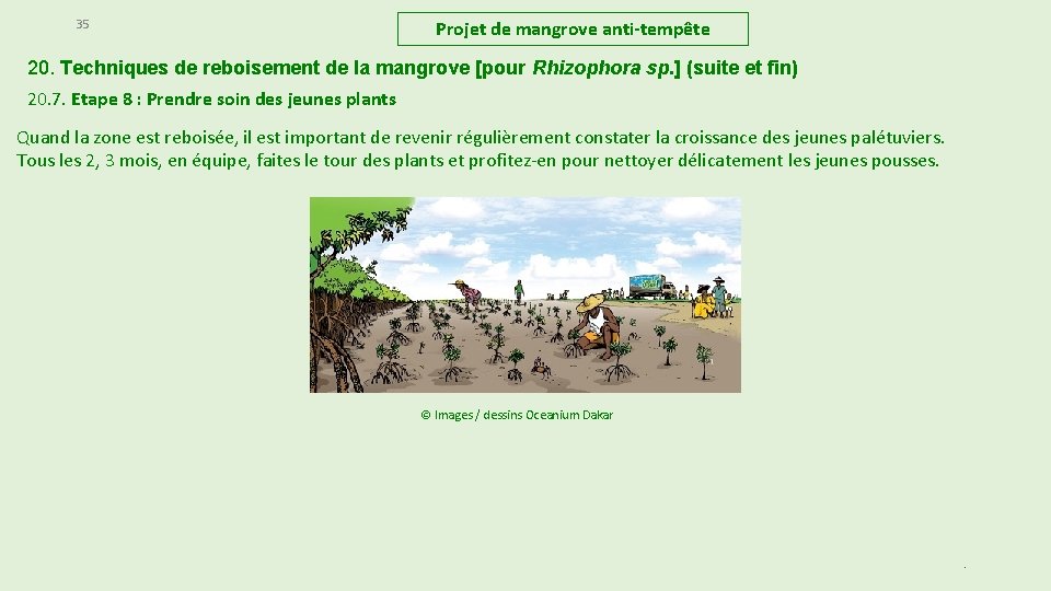 35 Projet de mangrove anti-tempête 20. Techniques de reboisement de la mangrove [pour Rhizophora 35 Projet de mangrove anti-tempête 20. Techniques de reboisement de la mangrove [pour Rhizophora