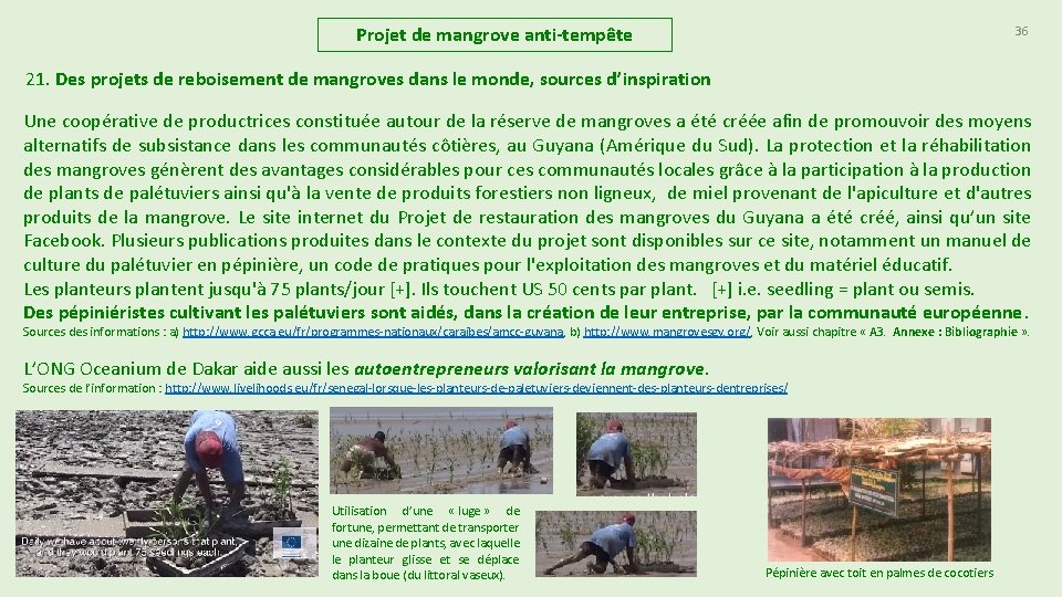 Projet de mangrove anti-tempête 36 21. Des projets de reboisement de mangroves dans le Projet de mangrove anti-tempête 36 21. Des projets de reboisement de mangroves dans le