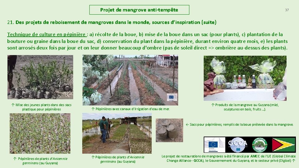 Projet de mangrove anti-tempête 37 21. Des projets de reboisement de mangroves dans le Projet de mangrove anti-tempête 37 21. Des projets de reboisement de mangroves dans le