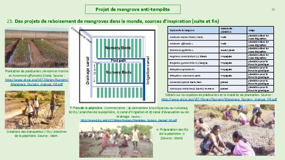 Projet de mangrove anti-tempête 38 21. Des projets de reboisement de mangroves dans le Projet de mangrove anti-tempête 38 21. Des projets de reboisement de mangroves dans le