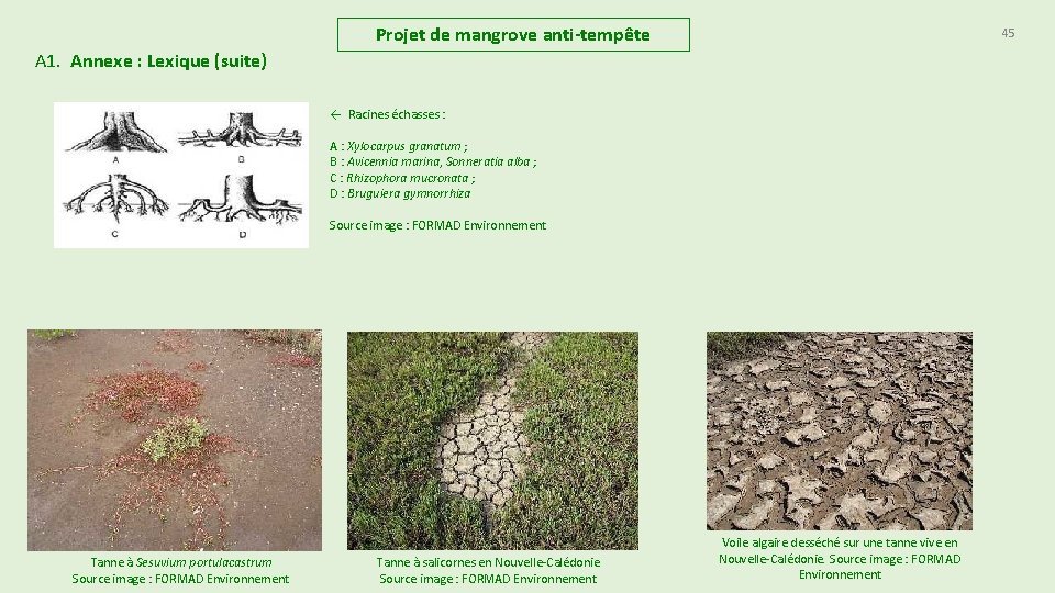 Projet de mangrove anti-tempête 45 A 1. Annexe : Lexique (suite) ← Racines échasses Projet de mangrove anti-tempête 45 A 1. Annexe : Lexique (suite) ← Racines échasses