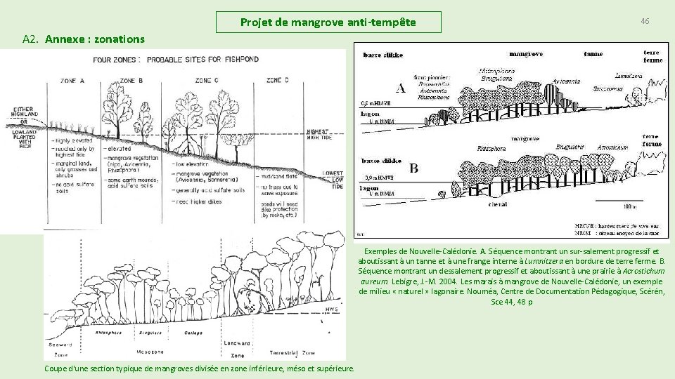 Projet de mangrove anti-tempête 46 A 2. Annexe : zonations Exemples de Nouvelle Calédonie. Projet de mangrove anti-tempête 46 A 2. Annexe : zonations Exemples de Nouvelle Calédonie.
