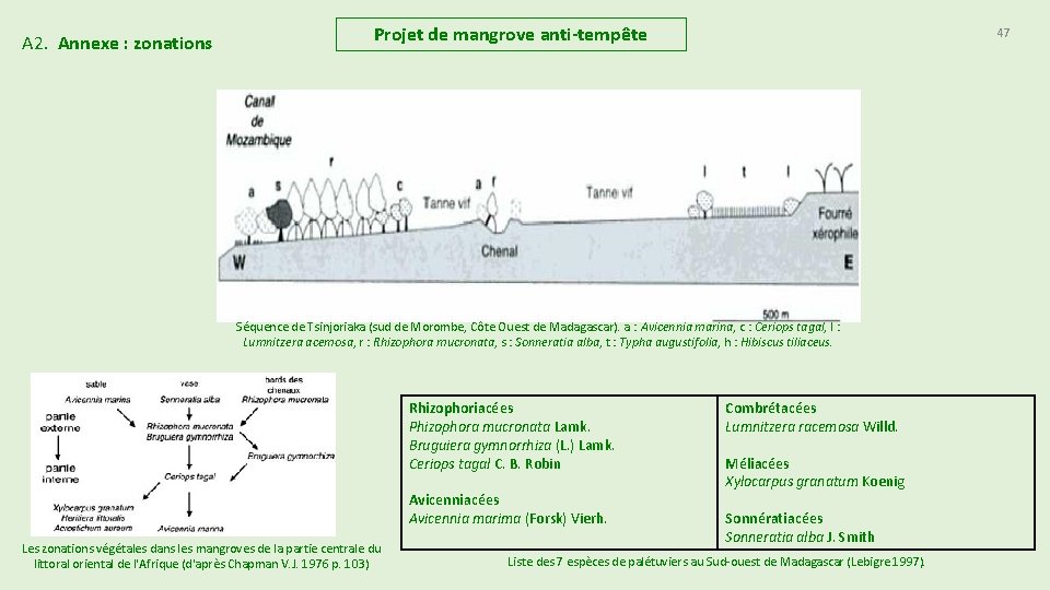 A 2. Annexe : zonations Projet de mangrove anti-tempête 47 Séquence de Tsinjoriaka (sud A 2. Annexe : zonations Projet de mangrove anti-tempête 47 Séquence de Tsinjoriaka (sud