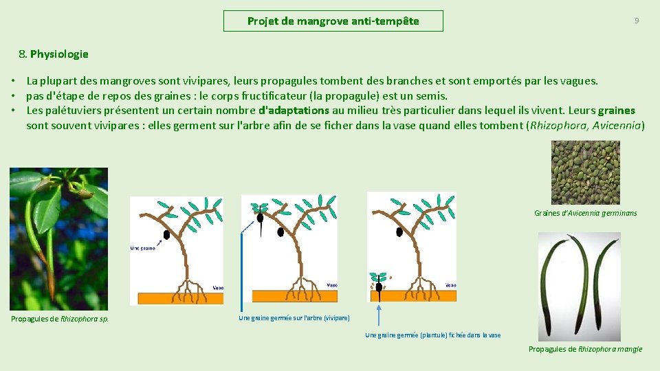 Projet de mangrove anti-tempête 9 8. Physiologie • La plupart des mangroves sont vivipares, Projet de mangrove anti-tempête 9 8. Physiologie • La plupart des mangroves sont vivipares,