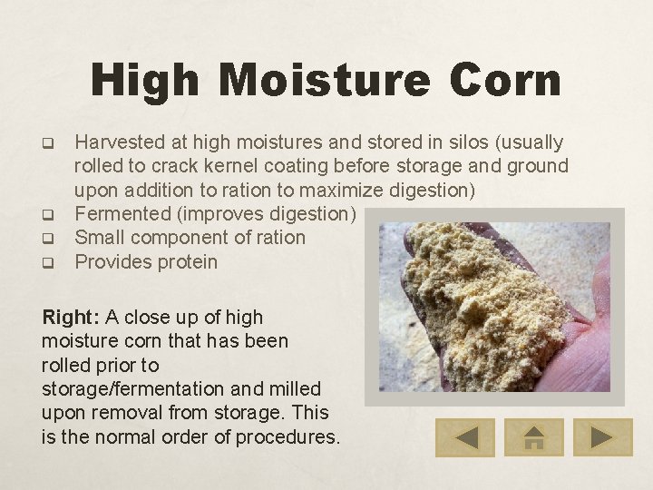 High Moisture Corn q q Harvested at high moistures and stored in silos (usually