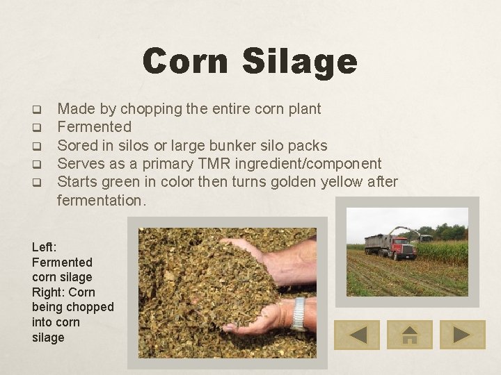 Corn Silage q q q Made by chopping the entire corn plant Fermented Sored