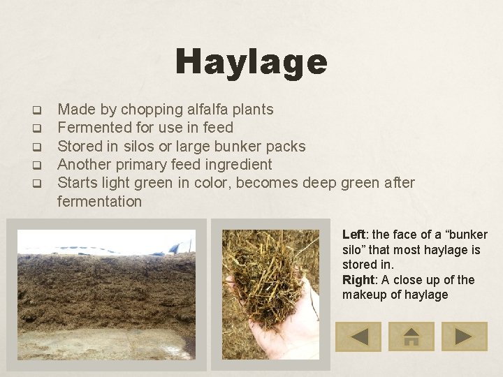 Haylage q q q Made by chopping alfalfa plants Fermented for use in feed