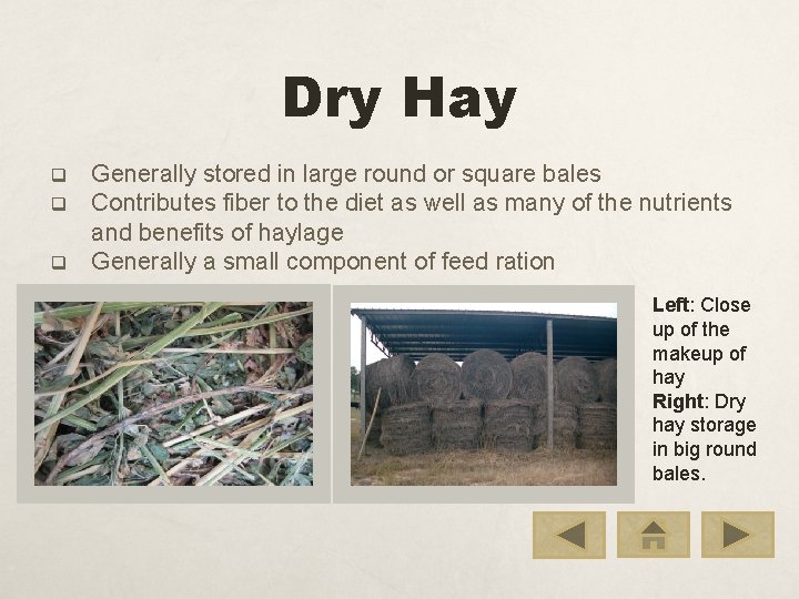 Dry Hay q q q Generally stored in large round or square bales Contributes