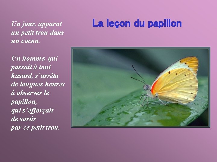 Un jour, apparut un petit trou dans un cocon. Un homme, qui passait à