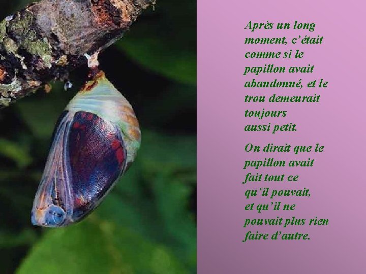 Après un long moment, c’était comme si le papillon avait abandonné, et le trou