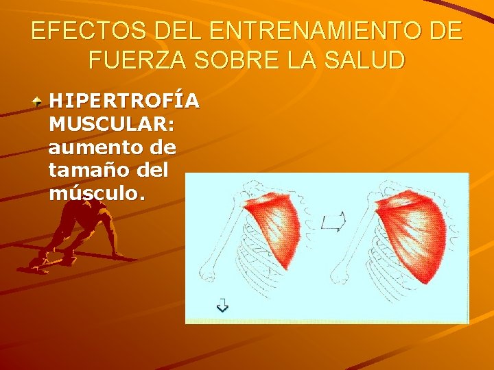 EFECTOS DEL ENTRENAMIENTO DE FUERZA SOBRE LA SALUD HIPERTROFÍA MUSCULAR: aumento de tamaño del