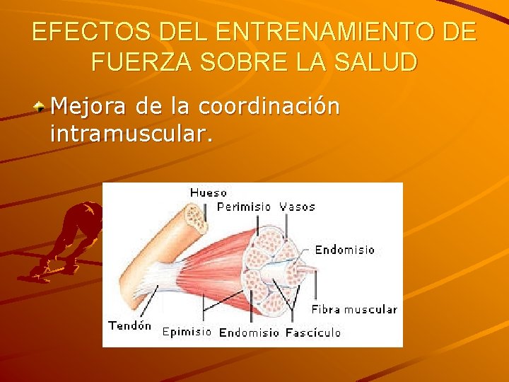EFECTOS DEL ENTRENAMIENTO DE FUERZA SOBRE LA SALUD Mejora de la coordinación intramuscular. 