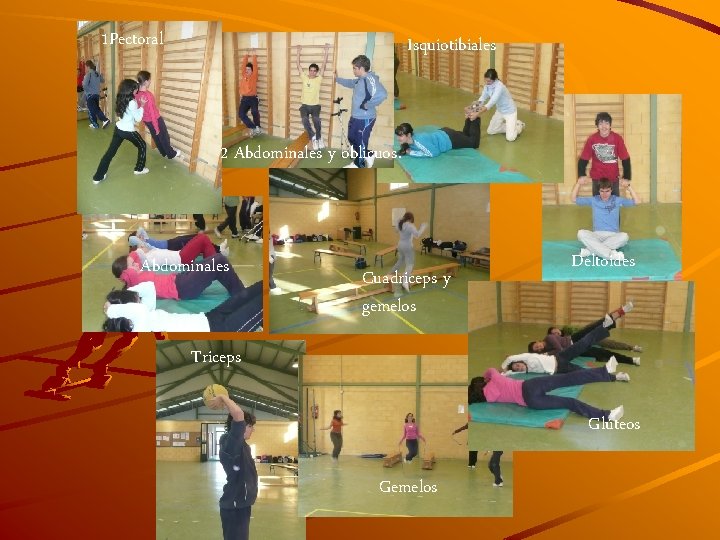1 Pectoral Isquiotibiales 2 Abdominales y oblicuos. Abdominales Cuadriceps y gemelos Deltoides Triceps Glúteos