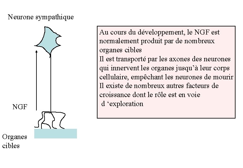 Neurone sympathique NGF Organes cibles Au cours du développement, le NGF est normalement produit