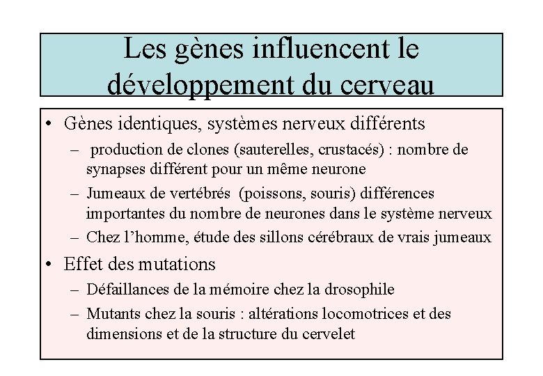 Les gènes influencent le développement du cerveau • Gènes identiques, systèmes nerveux différents –