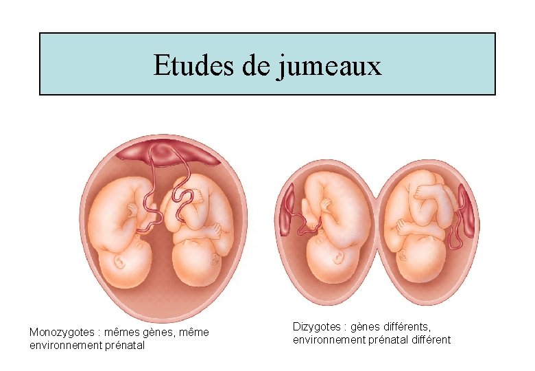 Etudes de jumeaux Monozygotes : mêmes gènes, même environnement prénatal Dizygotes : gènes différents,