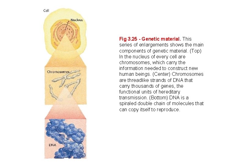 Fig 3. 25 - Genetic material. This series of enlargements shows the main components