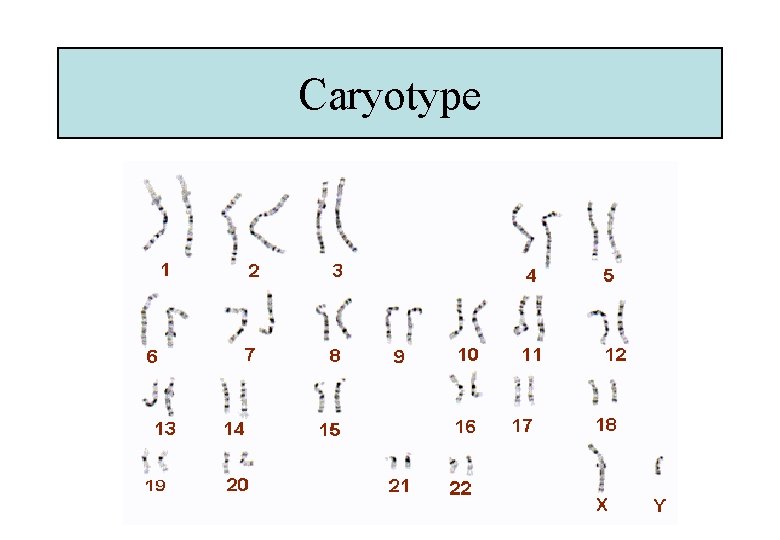 Caryotype 