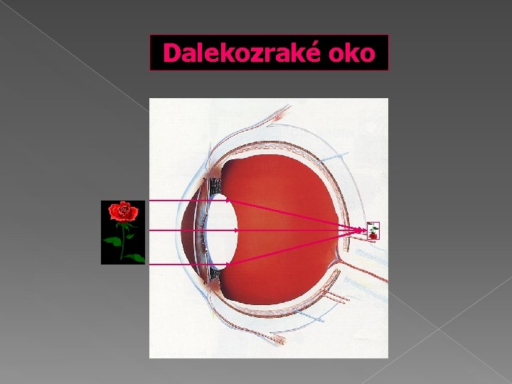 Dalekozraké oko 