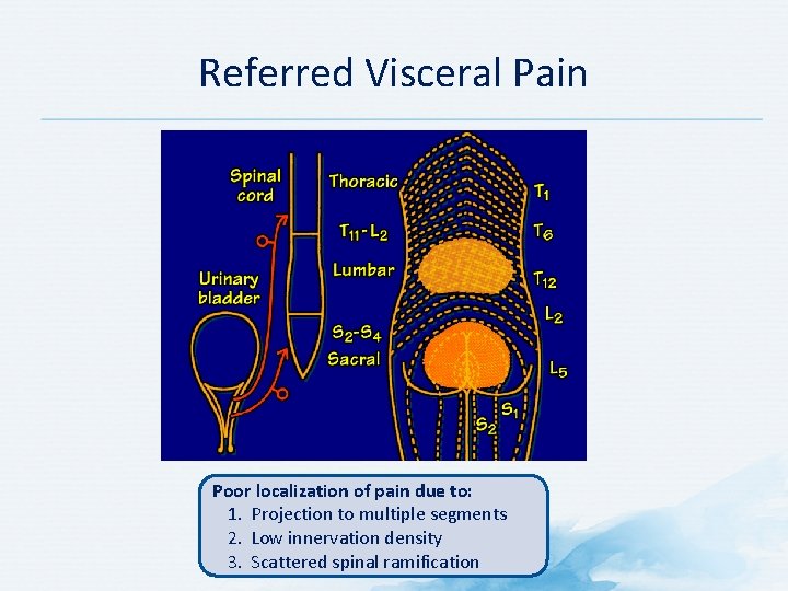Referred Visceral Pain Poor localization of pain due to: 1. Projection to multiple segments