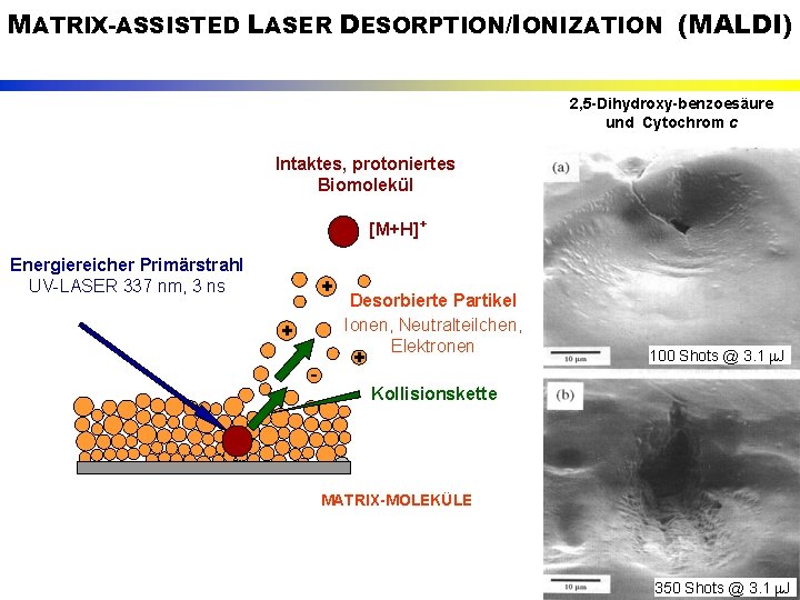 MATRIX-ASSISTED LASER DESORPTION/IONIZATION (MALDI) 2, 5 -Dihydroxy-benzoesäure und Cytochrom c Intaktes, protoniertes Biomolekül [M+H]+