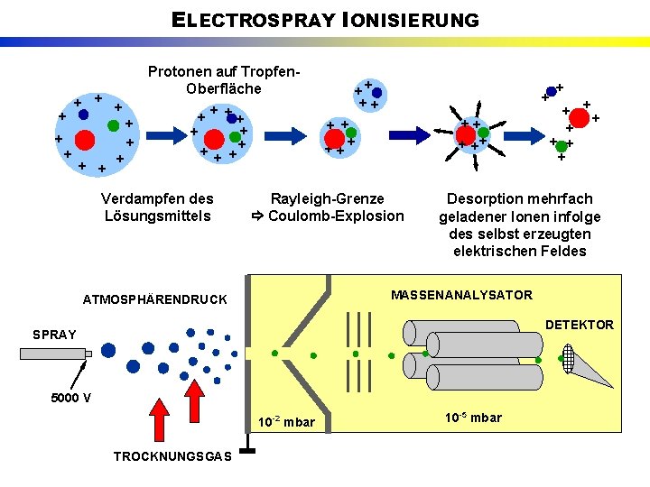 ELECTROSPRAY IONISIERUNG Protonen auf Tropfen. Oberfläche + + + ++ + + Verdampfen des