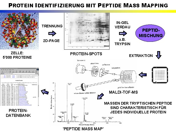 PROTEIN IDENTIFIZIERUNG MIT PEPTIDE MASS MAPPING ZELLE: 5’ 000 PROTEINE TRENNUNG IN-GEL VERDAU 2